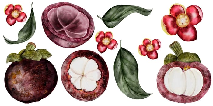 Mangosteen fruit big watercolor set. Tropical fruit illustration hand drawing isolated on white background. Botanical clip art of asian food garcinia. Realistic sketch of a Thai fruit for restaurant menus and natural cosmetics packaging. High quality illustration