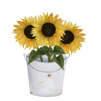 Sunflowers in a bucket watercolor. Hand drawn composition on white isolated background. Botanical clip art. Ideal for cards and invitations for Easter, Thanksgiving, Mother's Day. High quality photo