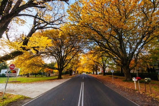 GLENLYON, AUSTRALIA - MAY 13 2023: Sunset thru Glenlyon's famous historic avenue of trees planted in 1898 on a cool autumn evening in Victoria, Australia