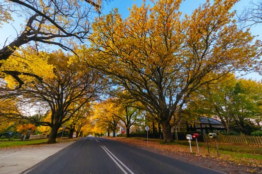 GLENLYON, AUSTRALIA - MAY 13 2023: Sunset thru Glenlyon's famous historic avenue of trees planted in 1898 on a cool autumn evening in Victoria, Australia