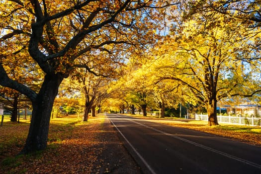 GLENLYON, AUSTRALIA - MAY 12 2024: Sunset thru Glenlyon's famous historic avenue of trees planted in 1898 on a cool autumn evening in Victoria, Australia