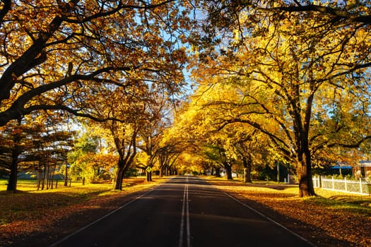 GLENLYON, AUSTRALIA - MAY 12 2024: Sunset thru Glenlyon's famous historic avenue of trees planted in 1898 on a cool autumn evening in Victoria, Australia