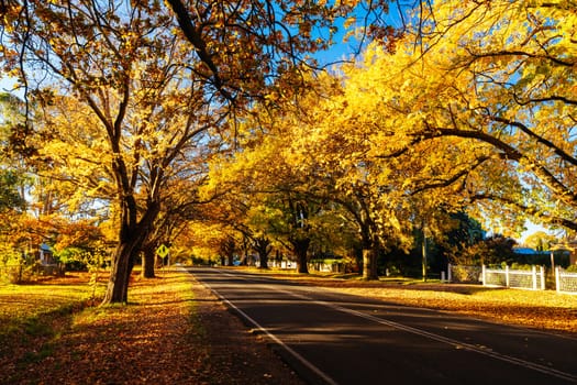 GLENLYON, AUSTRALIA - MAY 12 2024: Sunset thru Glenlyon's famous historic avenue of trees planted in 1898 on a cool autumn evening in Victoria, Australia