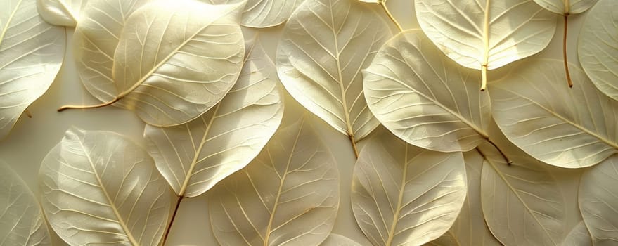 White color Monstera leafs background suitable for wallpaper or to represent as backdrop or mockup