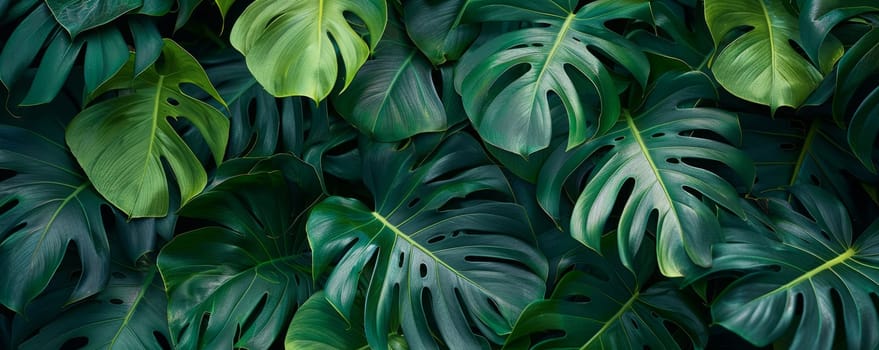 Monstera leafs background suitable for wallpaper or to represent as backdrop or mockup