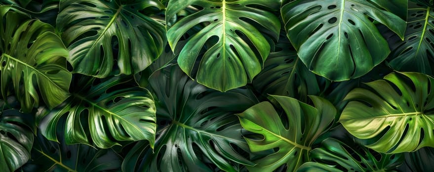 Monstera leafs background suitable for wallpaper or to represent as backdrop or mockup