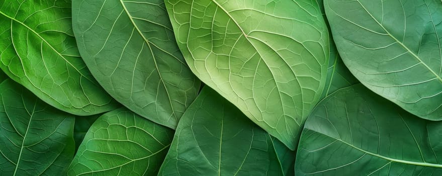 Closeup of Monstera leafs background suitable for wallpaper or to represent as backdrop or mockup