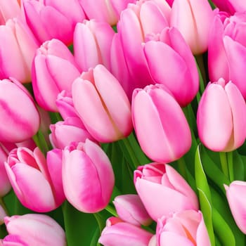 Realistic detailed colorful tulips buds set for content creation or decoration.,tulip flower multimedia background