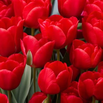 Realistic detailed colorful tulips buds set for content creation or decoration.,tulip flower multimedia background