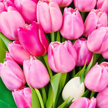 Realistic detailed colorful tulips buds set for content creation or decoration.,tulip flower multimedia background