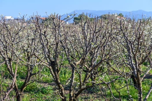 A plum tree blossomed in the spring 3