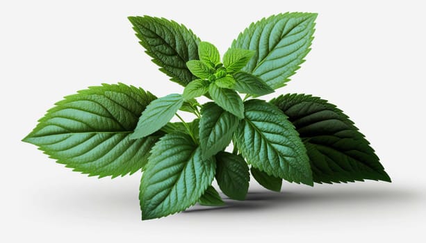 Branch and leaves of mint plant isolate on white background. Generative AI,