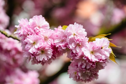 Pink flowers on a tree branch. The flowers are pink and have a delicate appearance. Concept of beauty and tranquility