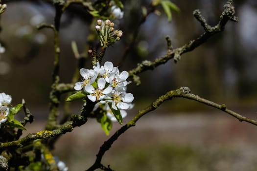 A tree branch with white flowers on it. The flowers are small and clustered together. The branch is covered in moss and has a few leaves