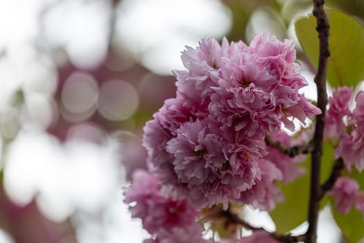 A close up of a pink flower with a blurry background. The flower is the main focus of the image, and it is in full bloom. The soft pink color of the flower creates a sense of tranquility and beauty