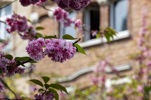 A pink flower is in the foreground of a building. The flower is surrounded by other pink flowers, and the building is brick. Scene is peaceful and serene, as the flowers are in full bloom
