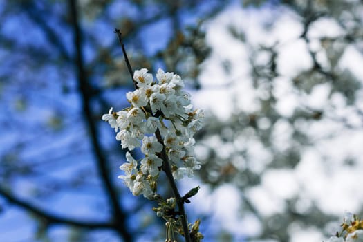 A tree branch with white flowers is in front of a blue sky