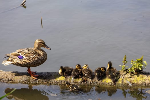 A mother duck and her ducklings are swimming in a pond. The scene is peaceful and serene