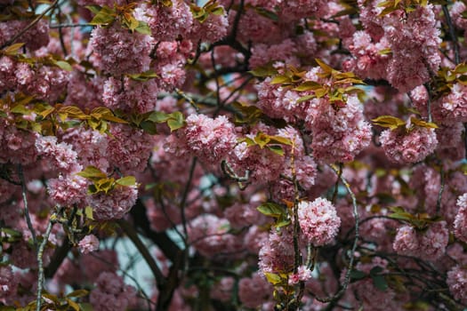 Pink flowers on a tree branch. The flowers are blooming and the tree is full of them