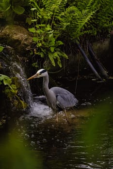 A large grey bird is standing in a stream. The water is clear and the bird is surrounded by green plants