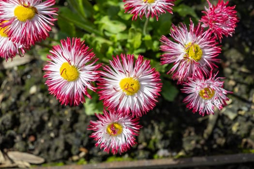 A bunch of pink and white flowers with yellow centers. The flowers are in a garden and are surrounded by dirt