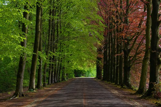 A road lined with trees is shown in the image. The trees are green and brown, with some leaves still on them. The road is empty, and the trees are lined up in a row, creating a sense of calm