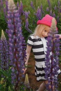 A blonde girl in a field with purple flowers. A little girl in a pink hat is picking flowers in a field. A field with lupines.