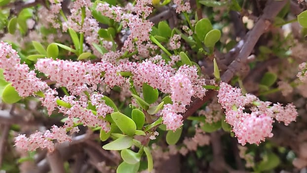 pink small flowers, green leaves, bush spring plant, botanical garden, flora. High quality photo