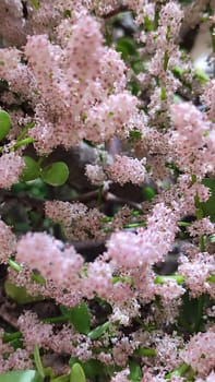 pink small flowers, green leaves, bush spring plant, botanical garden, flora. High quality photo