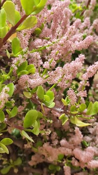 pink small flowers, green leaves, bush spring plant, botanical garden, flora. High quality photo