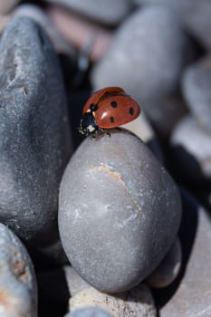 Witness the ascent of a ladybug as it unfurls its wings atop round stones, captured with precision through macro focus, presenting intricate details against a gently blurred background