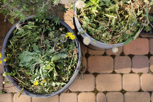 Two garden buckets full of weeds after weeding the garden. Spring garden lawn care and weed control