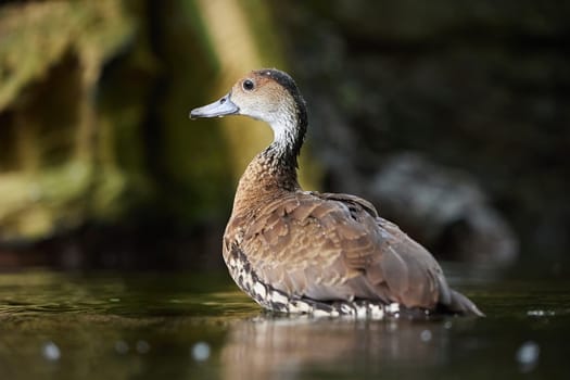 A beautiful duck swims in the water in Denmark. Close-up.