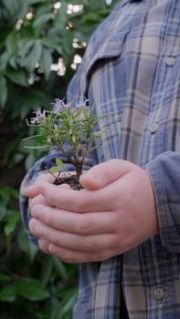 Plant growth. Close up hands holding sapling of young green plant. Earth day spring holiday. Child hand plants young green plant in earth. Concept nature conservation. Ecology protection. Save planet. High quality 4k footage