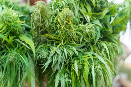 Cannabis plants with dense foliage and budding flowers captured in natural lighting, highlighting the intricate details of the leaves and buds.