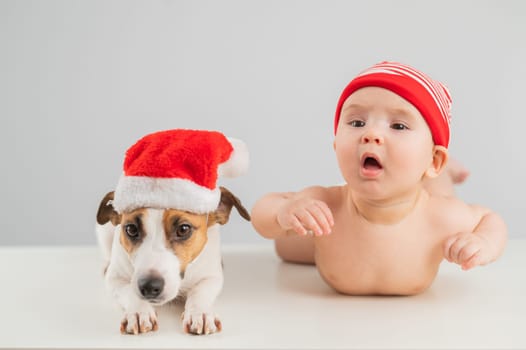 Cute little boy and Jack Russell terrier dog in santa hats on white background