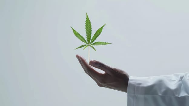 A hand doctor holding a leafy cannabis, Medical cannabis.