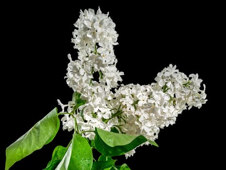 Beautiful blooming white lilac Angel White isolated on a black background. Flower head close-up.