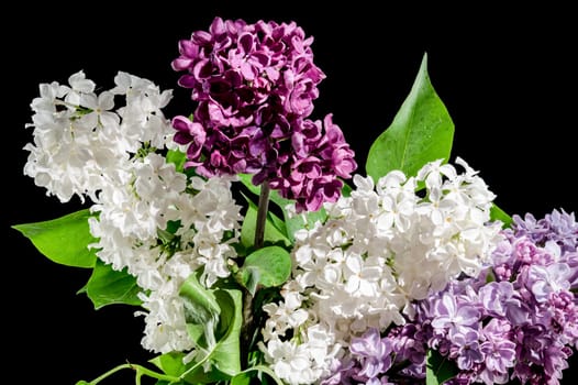Beautiful Bouquet of colorful lilacs isolated on a black background. Flower head close-up.