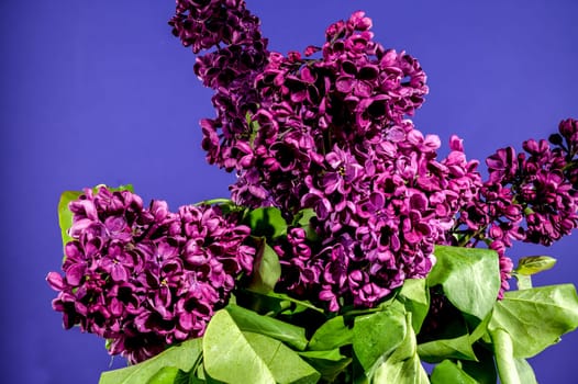 Beautiful blooming dark purple lilac on a blue background. Flower head close-up.