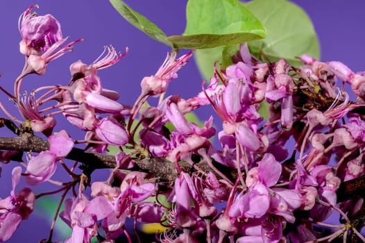 Beautiful Blooming pink flowers of cercis siliquastrum or Judas tree on a purple background. Flower head close-up.