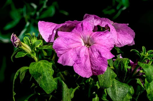 Beautiful Blooming violet Petunia Prism Lavender flowers on a green leaves background. Flower head close-up.