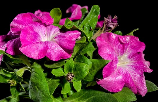 Beautiful Blooming pink Petunia Prism Raspberry Sunday flowers on a black background. Flower head close-up.
