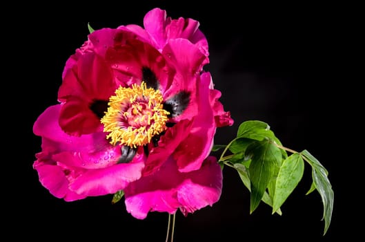 Beautiful Blooming red peony on a black background. Flower head close-up.