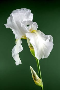 Beautiful Blooming white iris Immortality on a green background. Flower head close-up.