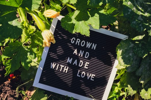 GROWN AND MADE WITH LOVE message on background of fresh eco-friendly bio grown green zucchini in garden. Countryside food production concept. Locally produce harvesting. Sustainability and responsibility