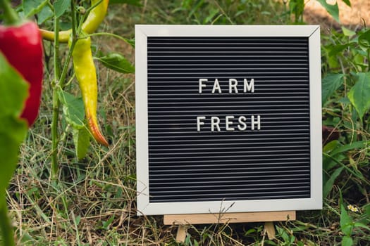 FARM FRESH message on background of fresh eco-friendly bio grown bell pepper in garden. Countryside food production concept. Locally produce harvesting. Sustainability and responsibility