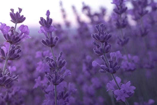 Lavender flower field closeup, fresh purple aromatic flowers for natural background. Violet lavender field in Provence, France.