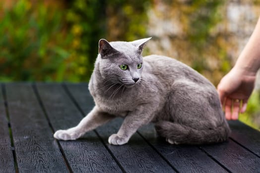 British Shorthair blue cat lying and sitting on a wooden table in green garden.