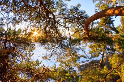 at altitude, the sun shines through the branches of a pine in winter